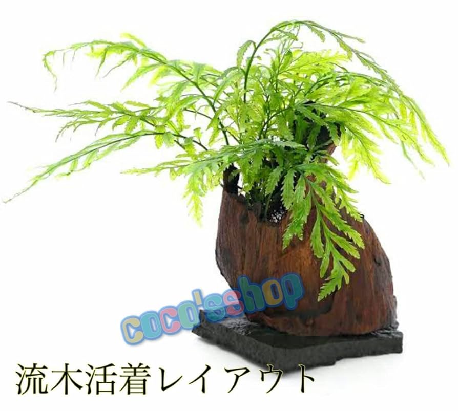10 年物！ボルビティス活着済溶岩石！！ ☆活着済☆ ボルビティス ヒュディロティ 溶岩石 Sサイズ(約10cm
